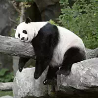 pandas_slide ألعاب