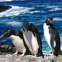પેંગ્વીન સ્લાઇડ | રમતનો સ્ક્રીનશોટ